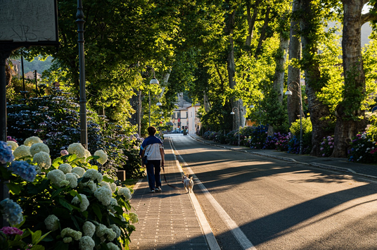 Straße mit Bäumen an den Seiten